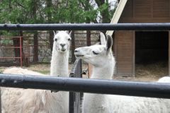 ラマの「梅ノ輔」死ぬ　穏やかで、ひょうひょうとした性格