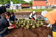 ふるさと銀河線りくべつ鉄道の線路脇に花の苗を植える参加者たち