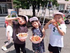 さくらんぼ狩りを楽しむ園児