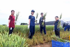 小麦を刈り取った帯広畜産大１年生ら。「初めての体験」との学生も。