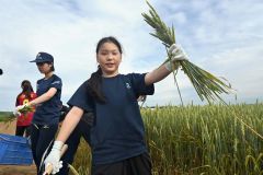 小麦を手作業で刈り取り、笑顔を見せる参加者