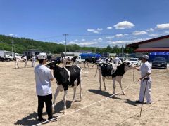 約５０頭が体格など競う　ＪＡ本別町家畜品評会 3