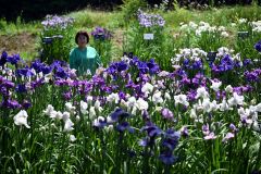 芽室公園の花菖蒲園　見頃迎える