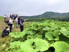 ラワンブキ料理で医療関係者おもてなし　足寄農畜産物加工開発研究会 4
