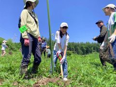 足寄で森づくり、ミズナラ５００本植樹　里見が丘の第一生命の森