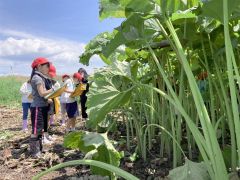 足寄　足寄小２年生がラワンブキについて学習　スケッチも