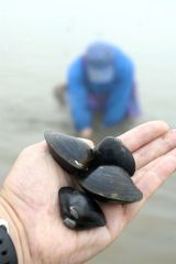 オイカマナイトーで採取された大ぶりのシジミ（１７日午前５時４０分ごろ）
