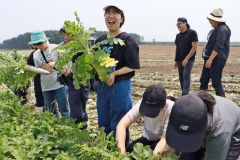 ダイコンの収穫作業を体験する参加者