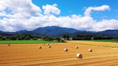 管内各地で「麦稈（ばっかん）ロール」は夏の風物詩となっている（２２日正午ごろ、星野広翔）