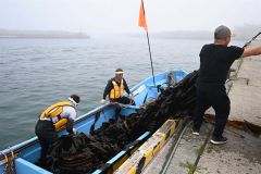 広尾沿岸で夏を告げるコンブ漁解禁 10