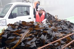 磯舟からトラックに移される水揚げされたコンブ（２５日午前７時ごろ、広尾町内）