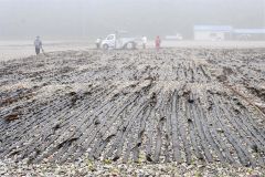 広尾沿岸で夏を告げるコンブ漁解禁