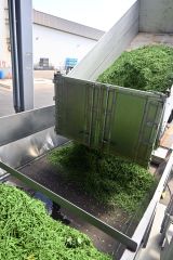 トラックから加工施設に運び込まれるサヤインゲン