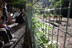 主役は夜行性の動物たち　夜９時まで開園「よるの動物園」始まる