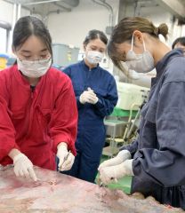 希少なヒグマ骨格標本と毛皮標本　忠類ナウマン象記念館、帯広畜産大学と連携し製作