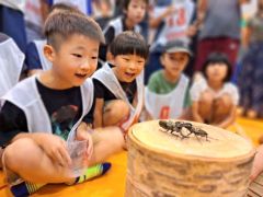昆虫も熱戦“オリンピック”　屈足伝統イベント５０回の節目