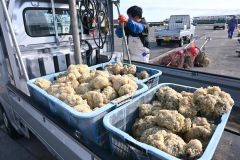 広尾沖に放流されたエゾバイツブの卵塊。資源量の維持・回復につながっている（２１日、十勝港の漁港エリア）