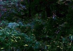 水辺に浮かび上がるホタルの光跡