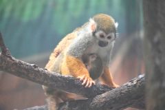 母親のお腹にしがみつくコモンリスザルの赤ちゃん