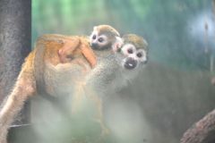 母親の背中にぴったりとしがみつくコモンリスザルの赤ちゃん