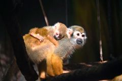 母親の背中にしがみついてぐっすり眠る、コモンリスザルの赤ちゃん
