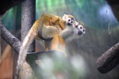 母親の背中にぴったりとしがみつくコモンリスザルの赤ちゃん