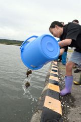 マツカワの稚魚を放流する児童