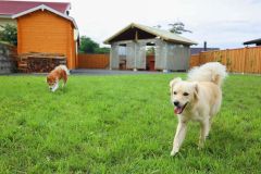 犬も喜ぶ小樽のプライベートキャンプ場～アウトドアライター高松未樹の野外楽