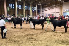 第33回北海道肉用牛共進会に出場した帯畜大肉牛サークル生産の「もね」(中央)