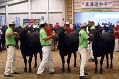 第33回北海道肉用牛共進会に出場した帯畜大肉牛サークル生産の「もね」(中央)