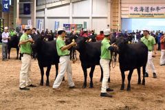 第33回北海道肉用牛共進会に出場した帯畜大肉牛サークル生産の「もね」(中央)