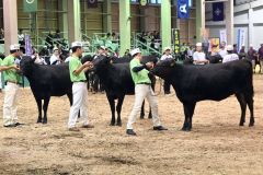 第33回北海道肉用牛共進会に出場した帯畜大肉牛サークル生産の「もね」(中央)