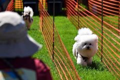 飼い主を目指して駆け寄るタイムを競った小型犬ドッグレース(1日午前9時50分ごろ、須貝拓也撮影)