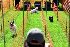 飼い主を目指して駆け寄るタイムを競った小型犬ドッグレース(1日午前9時50分ごろ、須貝拓也撮影)