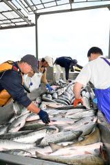 大津漁港で初水揚げされた秋サケ（３日午前６時半ごろ）