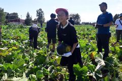 収穫したカボチャを運ぶ児童