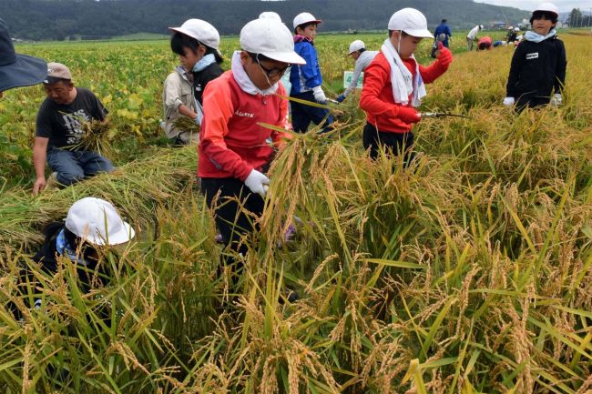 黄金の稲穂収穫に汗　池田小３年生