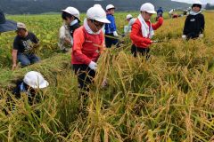 黄金の稲穂収穫に汗　池田小３年生
