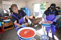 オレンジ色の卵に雄の精子をかける作業員(9日午前8時10分ごろ、広尾川ふ化場)