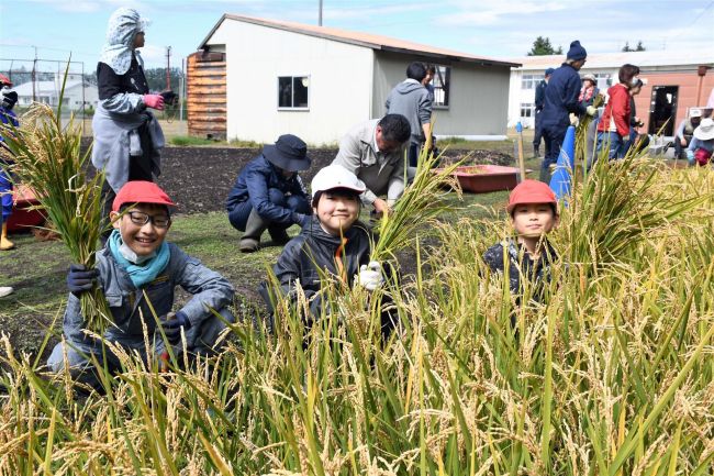 金色に実ったよ！　途別小学校で恒例の稲刈り
