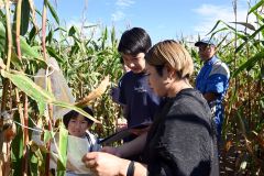 コーン畑迷路内に設置されたクイズに答える参加者