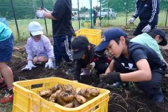 「大きくてびっくり」 広尾小児童がジャガイモ収穫を体験 3