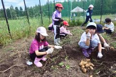 「大きくてびっくり」 広尾小児童がジャガイモ収穫を体験 4