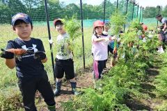 「大きくてびっくり」 広尾小児童がジャガイモ収穫を体験 5