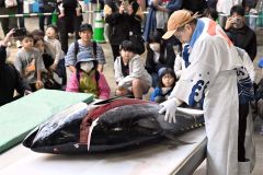 手際よく解体される本マグロ(29日午前9時半ごろ、須貝拓也撮影