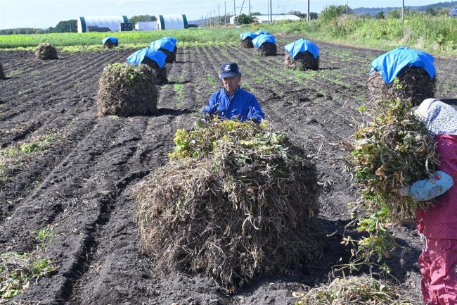 こだわりのニオ積み　十勝で豆の収穫が最盛期