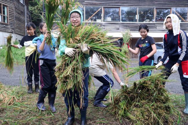 新得小で稲刈り体験 12月には収穫したコメで調理実習