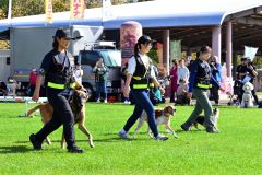 ハンドラーの合図に合わせて歩行する救助犬(6日、金野和彦撮影)