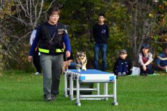 はしごの上を慎重に歩行する救助犬(6日、金野和彦撮影)