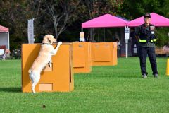 3つ並んだ箱の中から、においを嗅ぎ分けて要救助者を見つけ出す実演を行った(6日、金野和彦撮影)